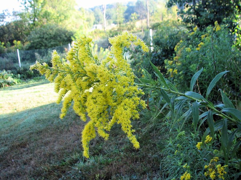 Goldenrod