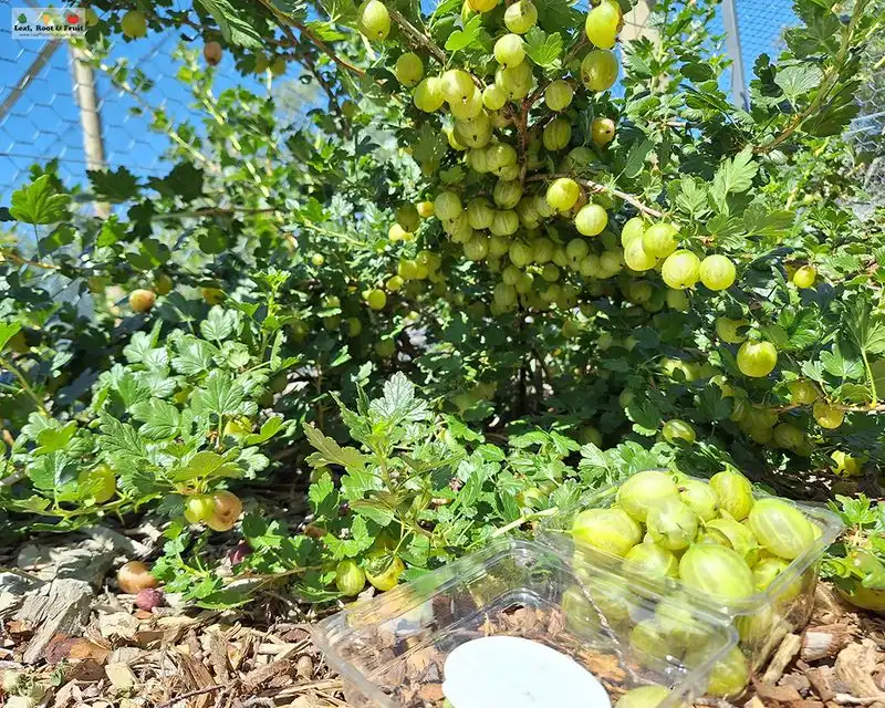 Gooseberry