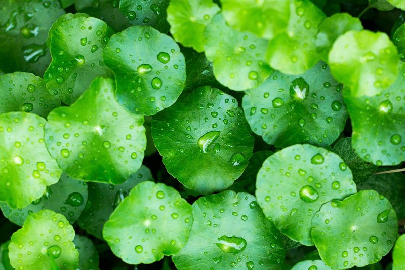 Gotu Kola