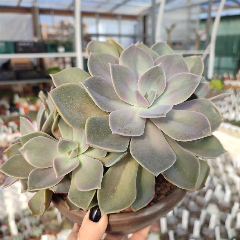 Graptopetalum Paraguayense