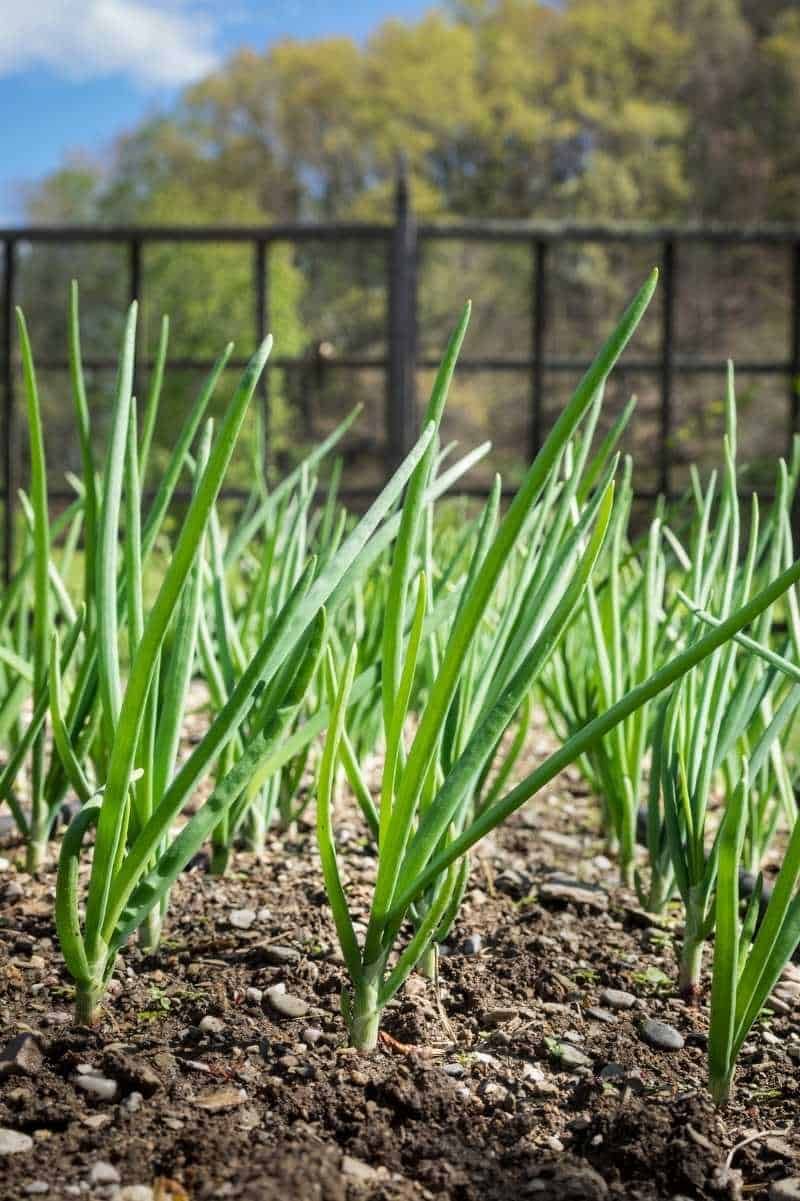 Green Onions