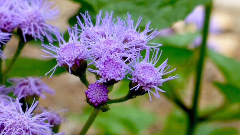 Gregg's Mistflower