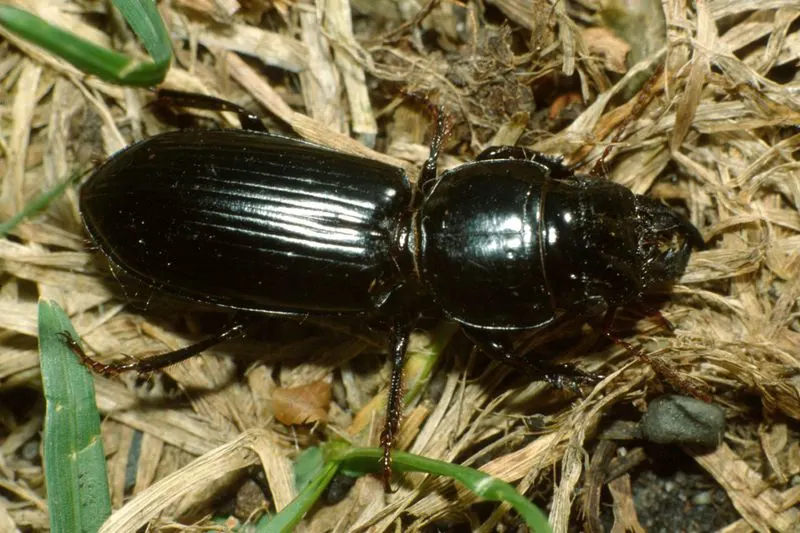 Ground Beetles