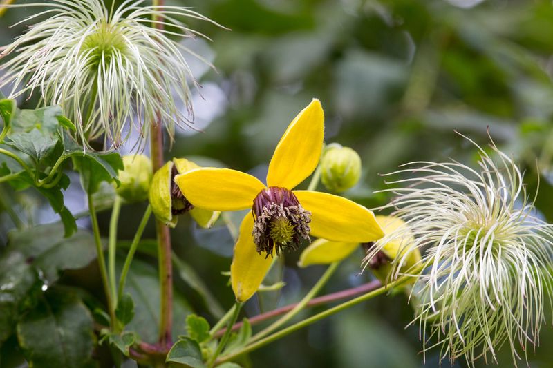 Grow Climbing Plants