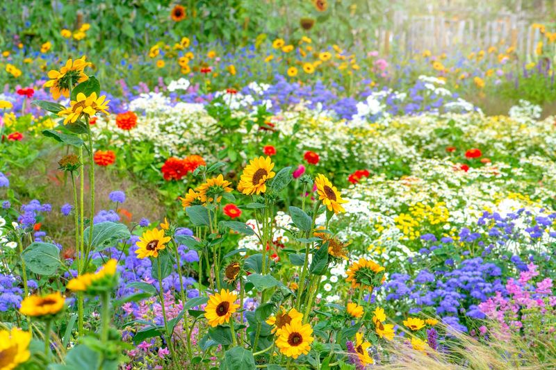 Grow a Wildflower Meadow