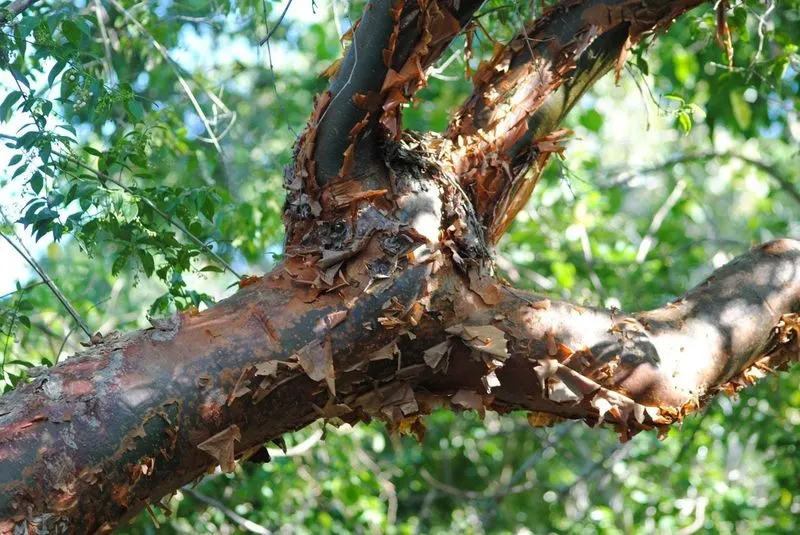 Gumbo Limbo