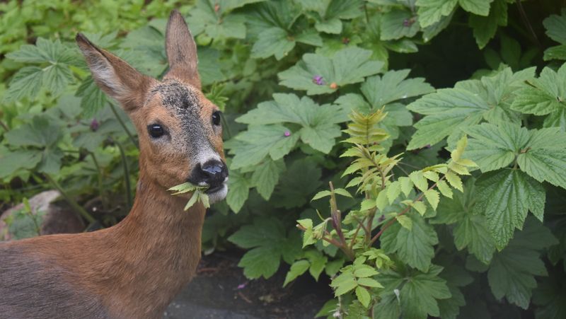 Hair Trimmings Repel Deer