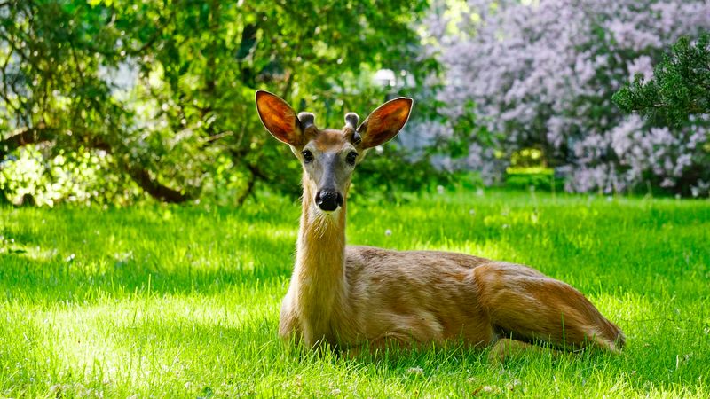 Hair for Deer Deterrent