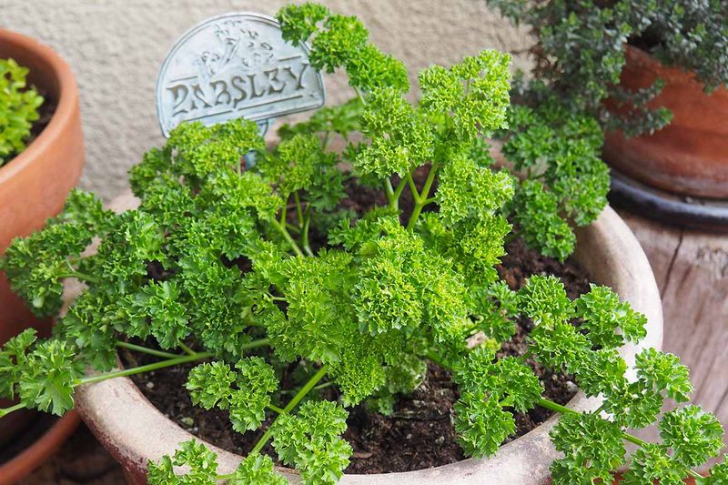 Hamburg Parsley