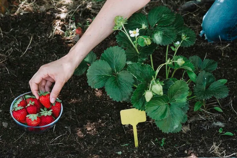 Hand Picking