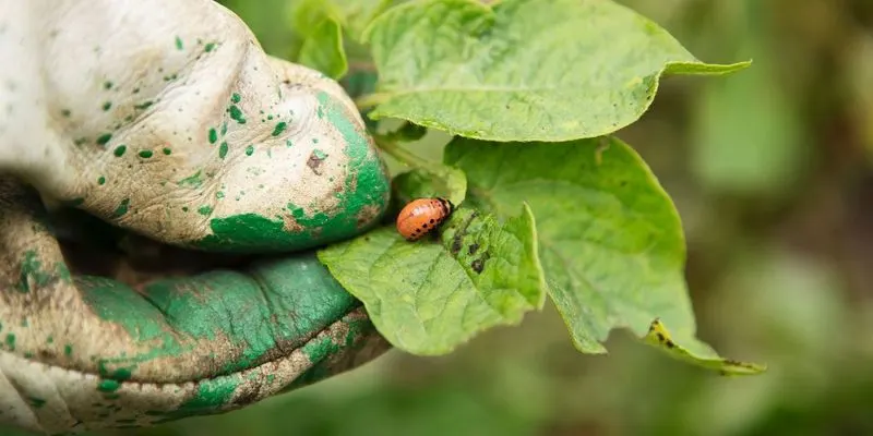 Handpicking Insects