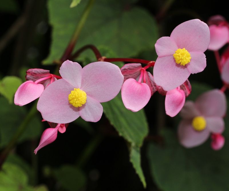 Hardy Begonia