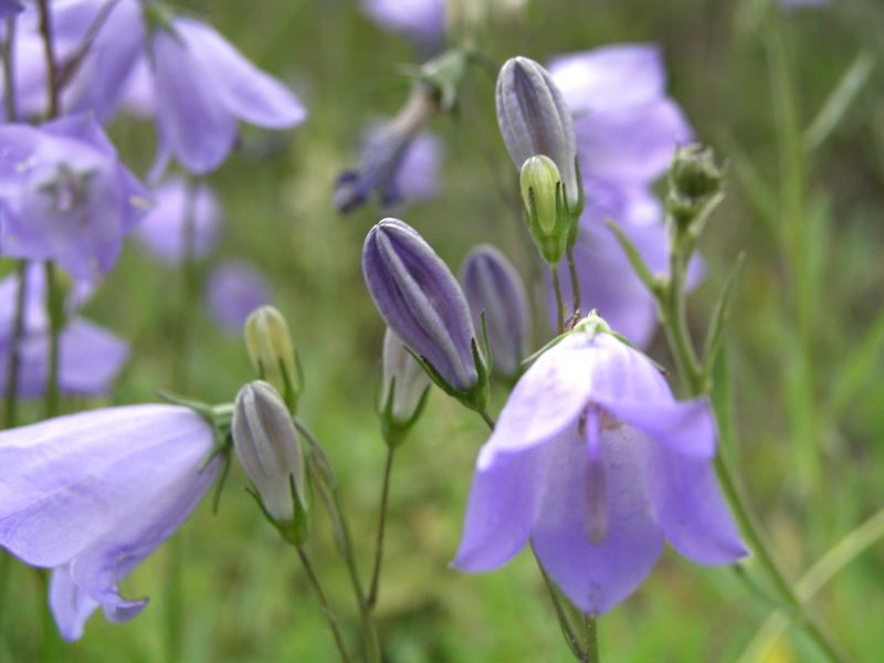 Harebell