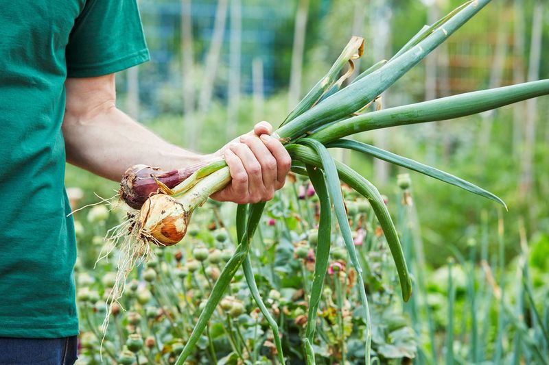 Harvesting and Storage