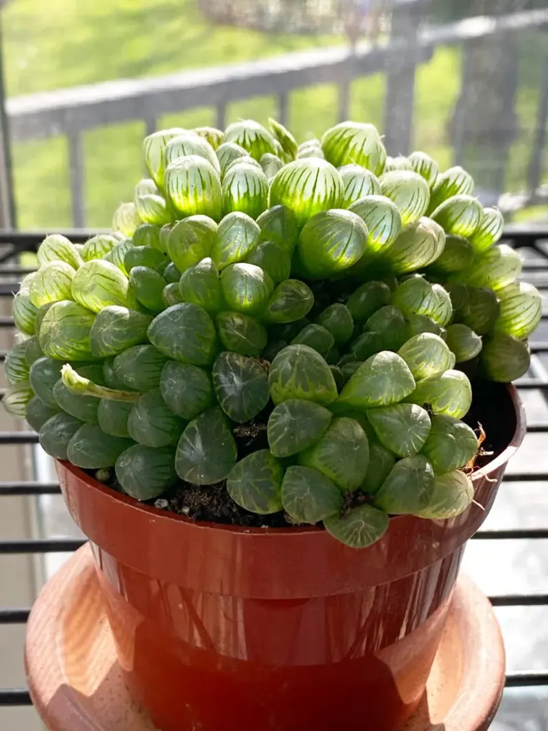 Haworthia Cooperi