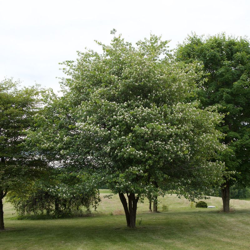 Hawthorn