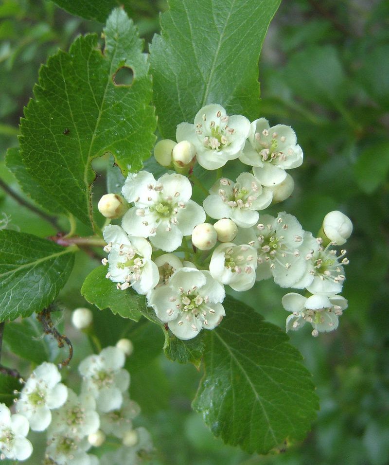 Hawthorn (Crataegus)