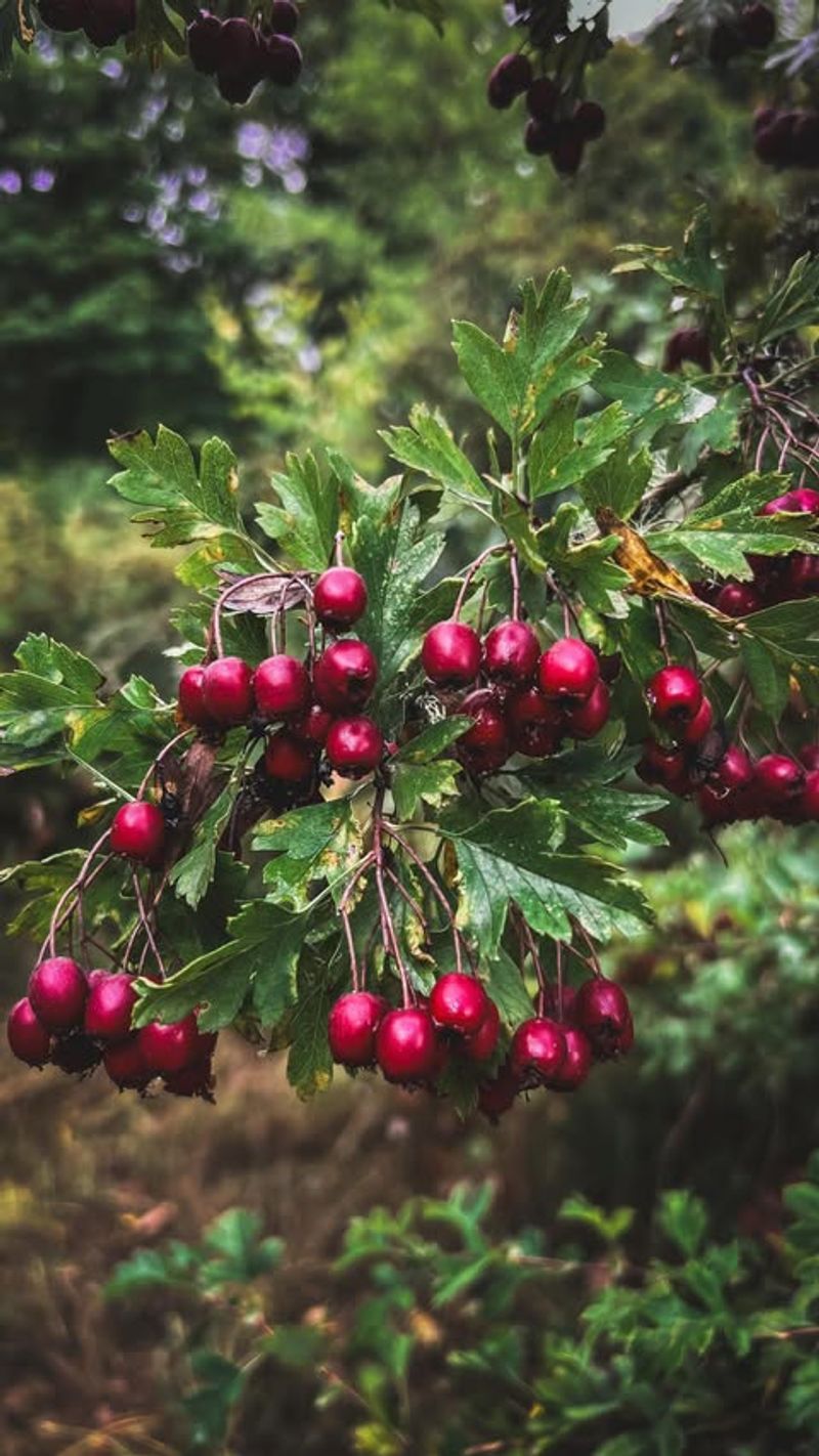 Hawthorn