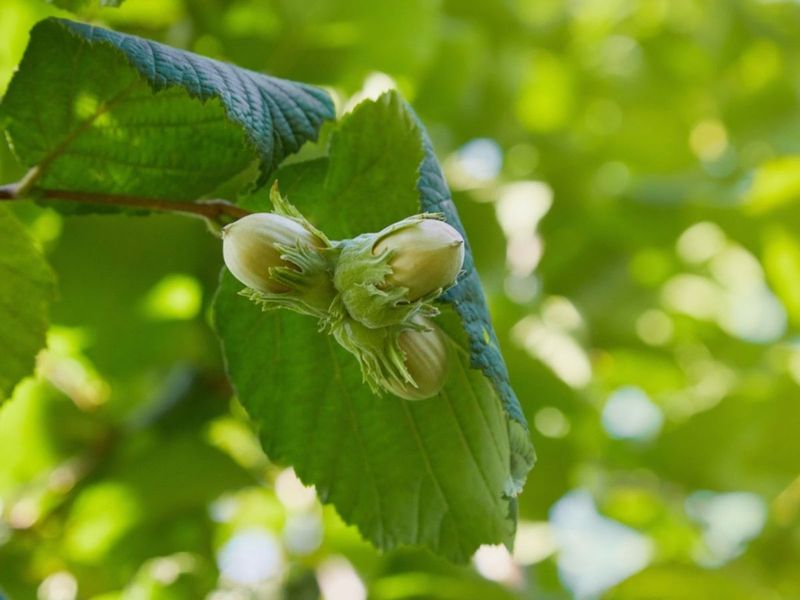 Hazelnut Tree