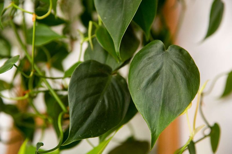 Heartleaf Philodendron (Philodendron hederaceum)