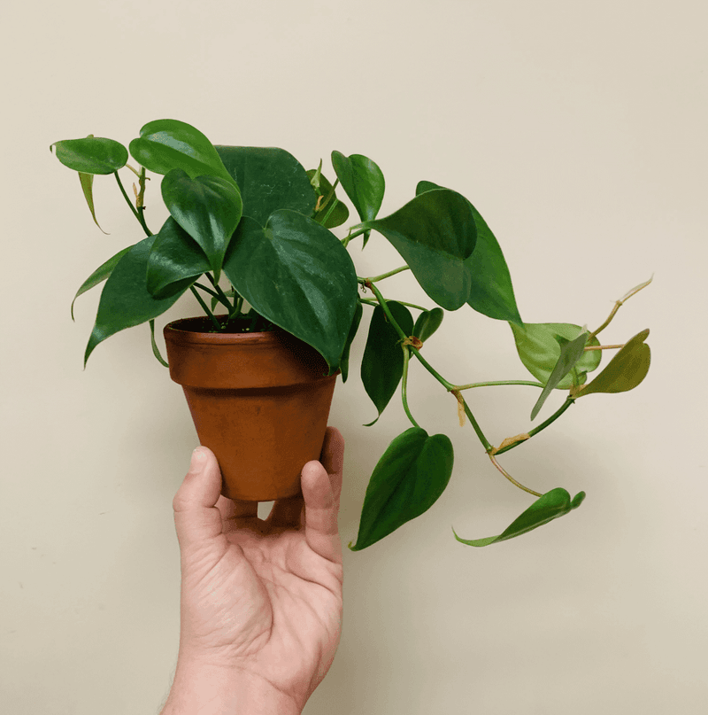 Heartleaf Philodendron