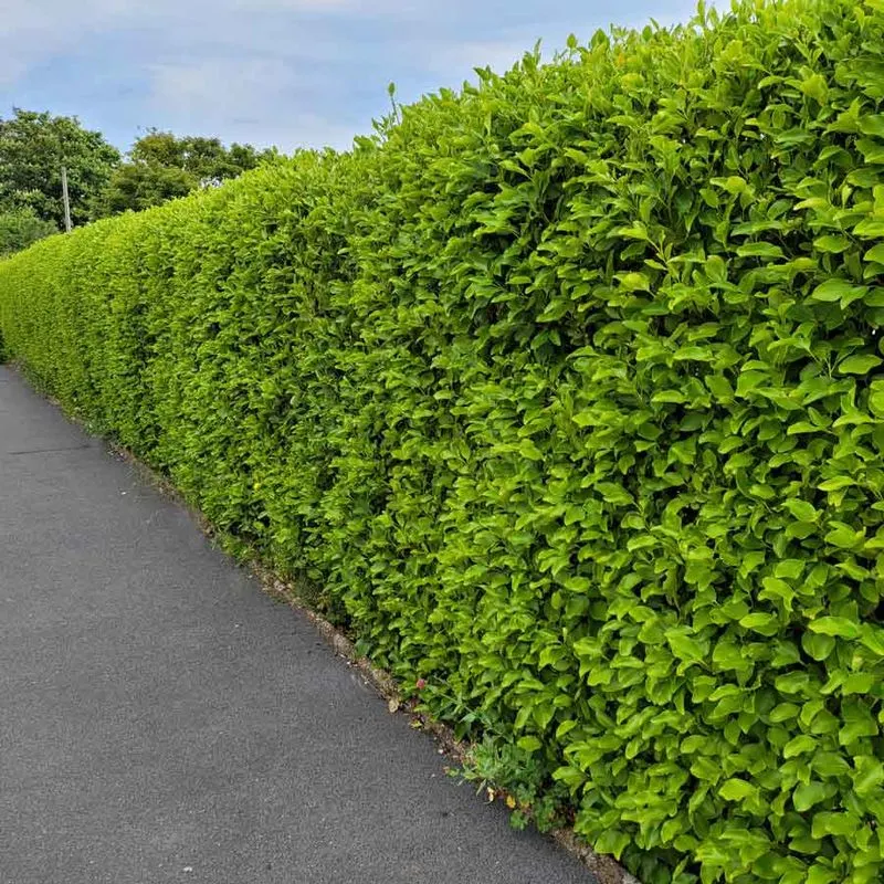 Hedge Fence