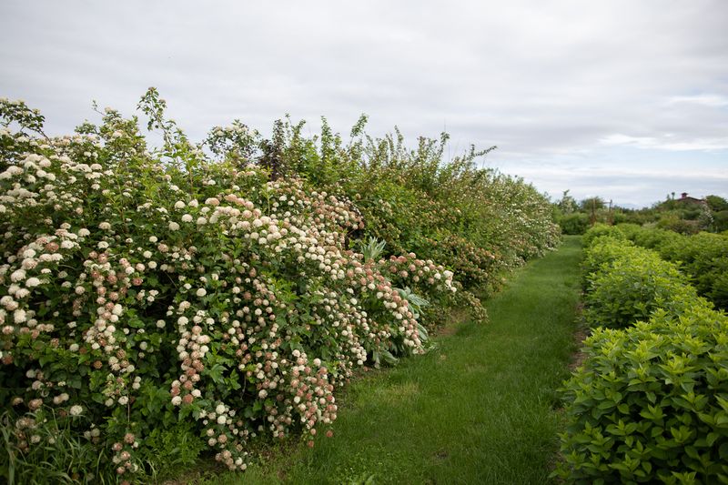 Hedge Rows for Shelter