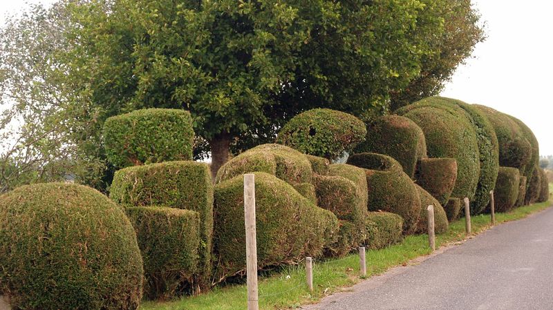 Hedges and Topiary