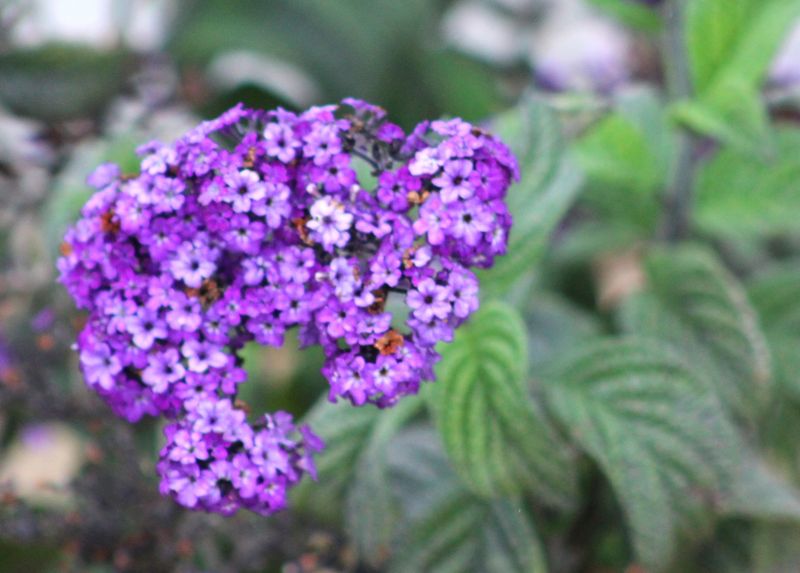 Heliotropium Arborescens (Cherry Pie)