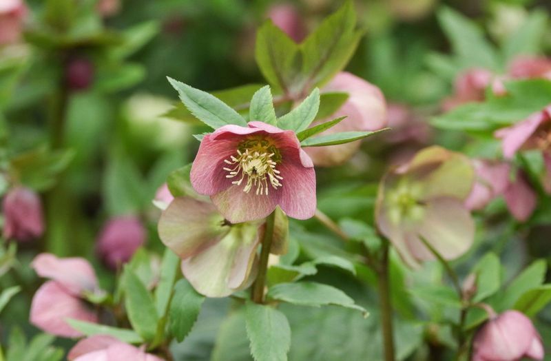 Hellebore