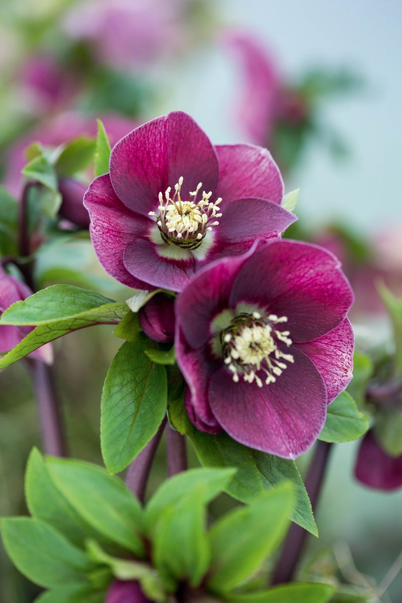 Hellebore