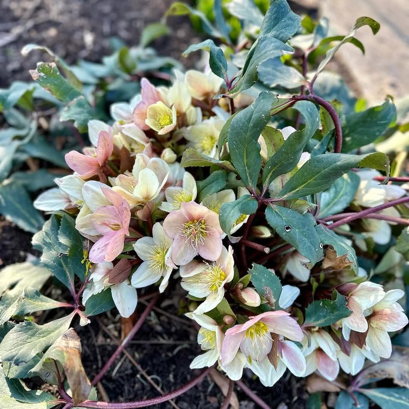 Hellebore (Helleborus orientalis)