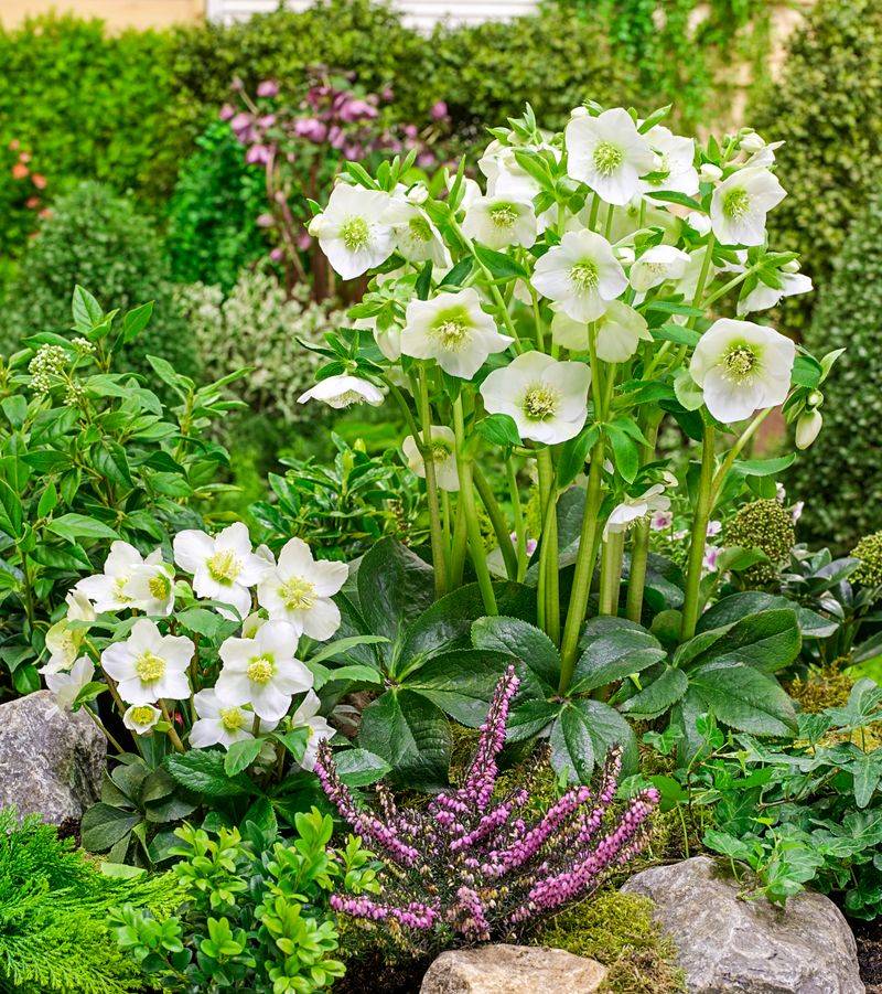 Hellebores