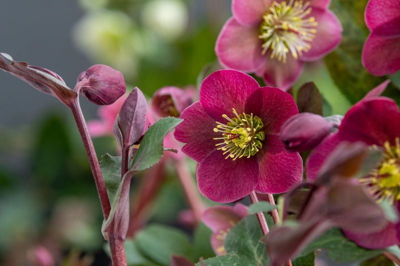 Hellebores