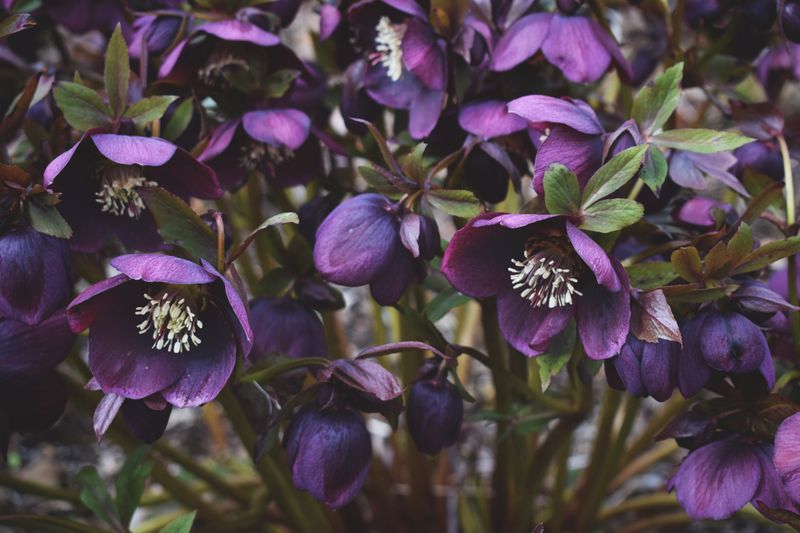 Hellebores