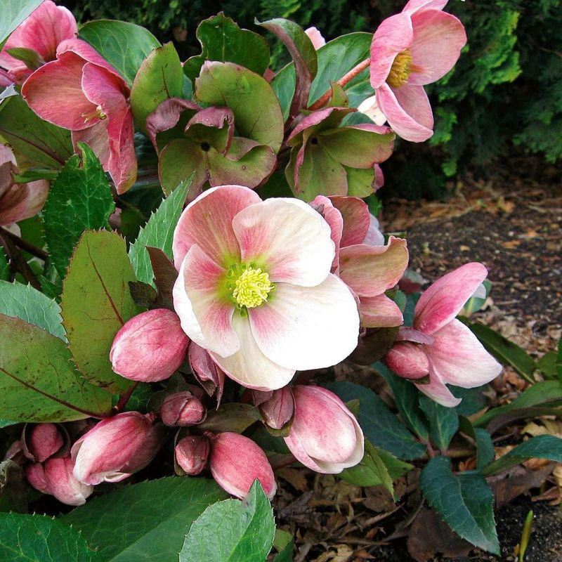 Helleborus 'Pink Frost'