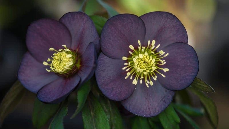 Helleborus 'Black Beauty'