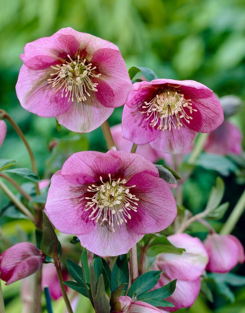 Helleborus 'Pink Lady'