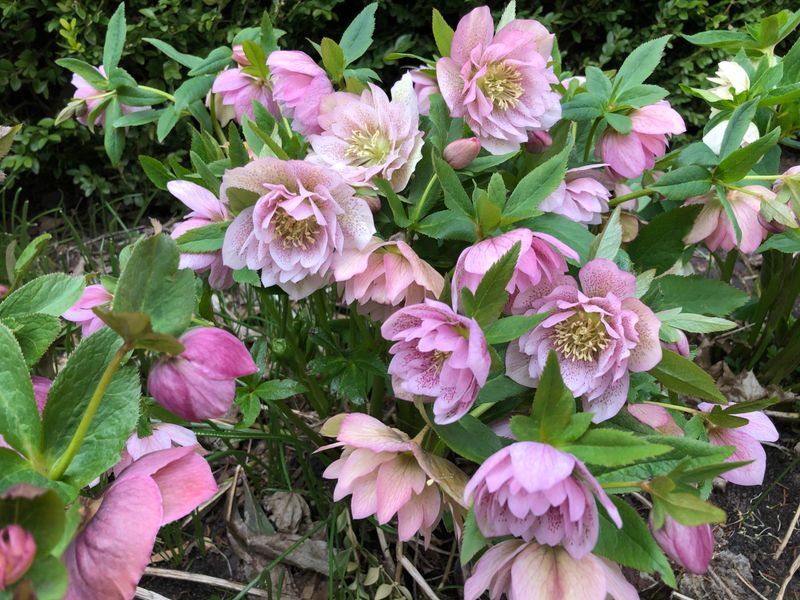 Helleborus 'Frilly Kitty'