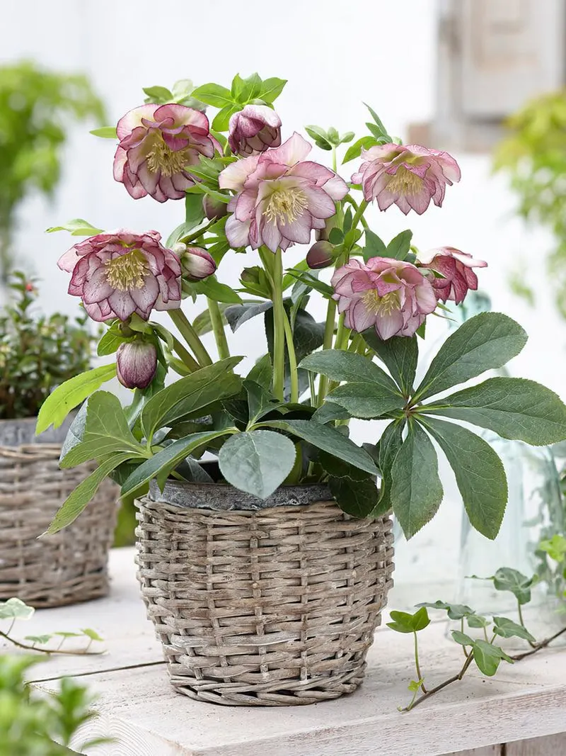 Helleborus 'Double Ellen'