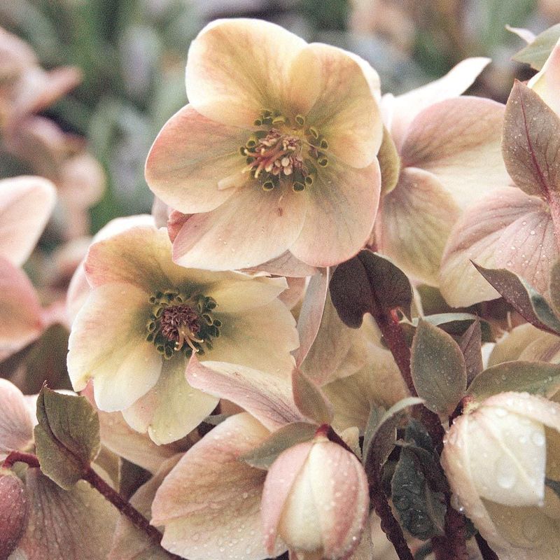 Helleborus 'Ivory Prince'