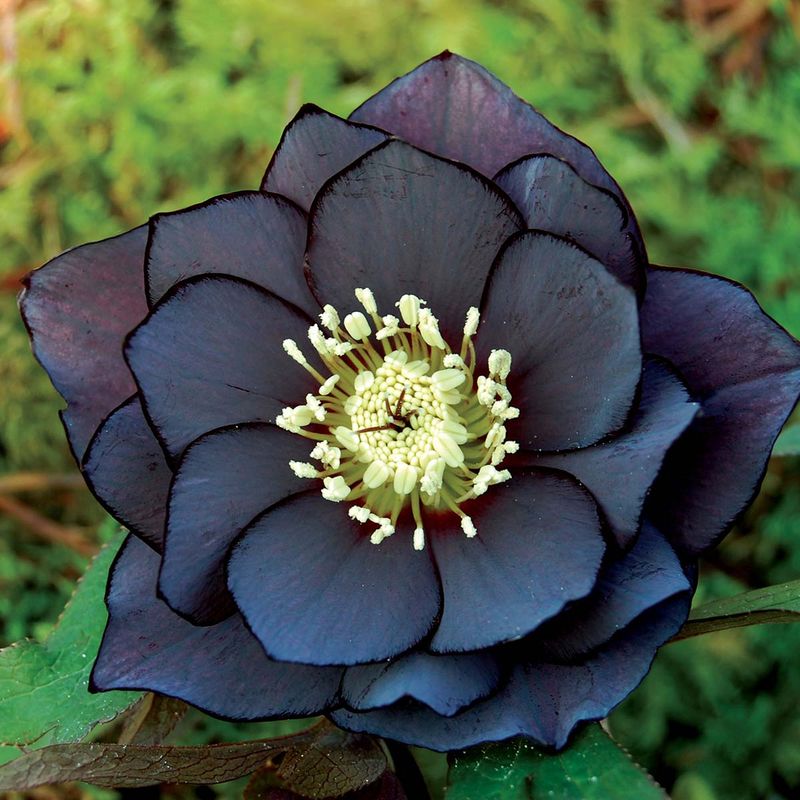 Helleborus 'Onyx Odyssey'