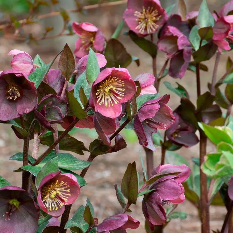 Helleborus 'Penny's Pink'