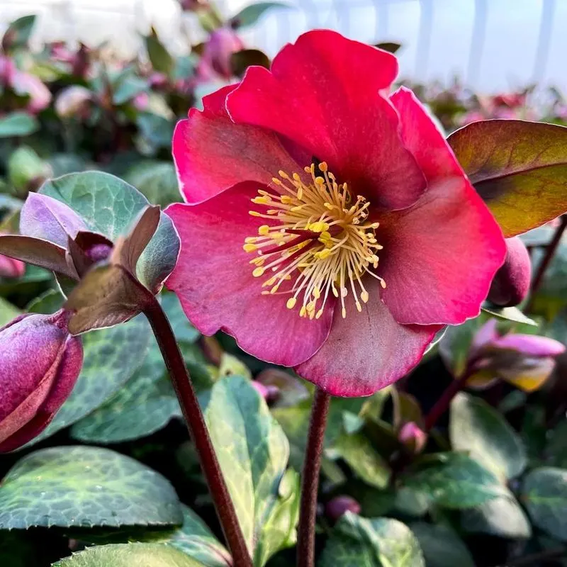 Helleborus 'Anna's Red'