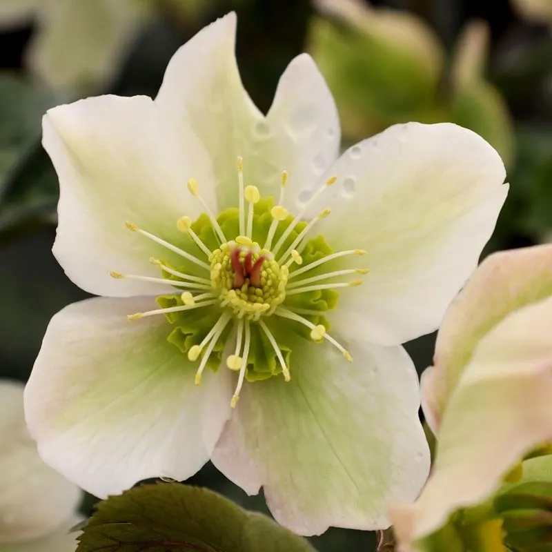 Helleborus 'Molly's White'