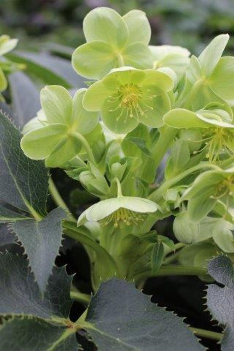 Helleborus 'Silver Lace'