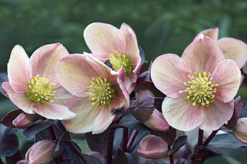 Helleborus orientalis (Lenten Rose)