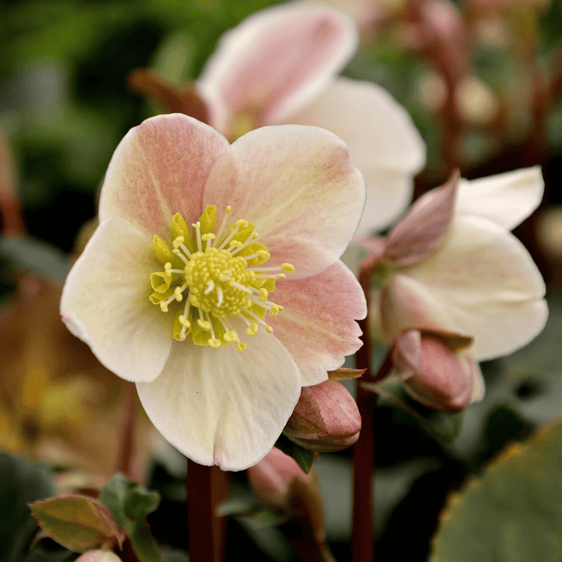 Helleborus 'Cinnamon Snow'