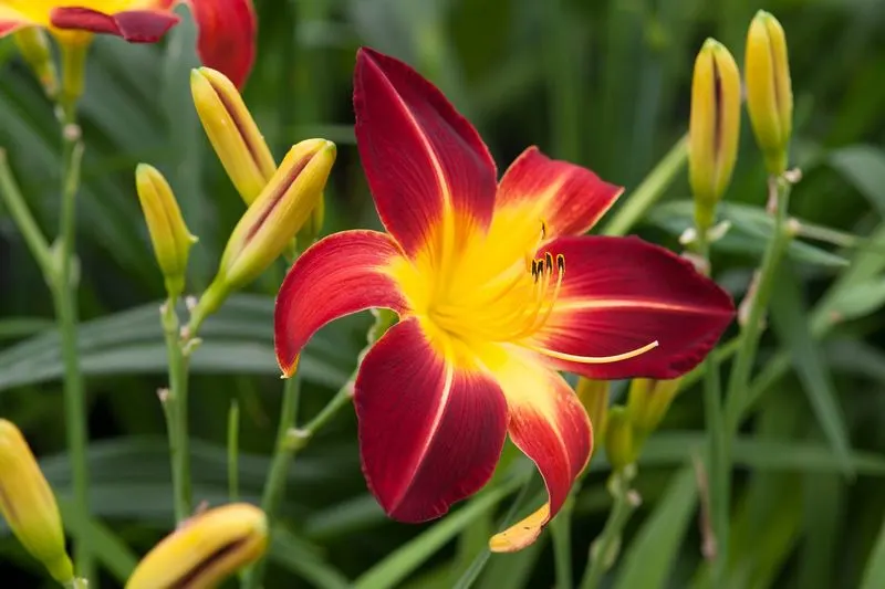 Hemerocallis (Daylily)