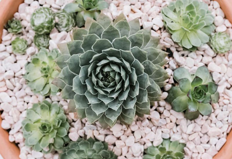 Hens and Chicks